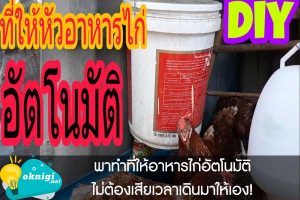 พาทำที่ให้อาหารไก่อัตโนมัติไม่ต้องเสียเวลาเดินมาให้เอง!