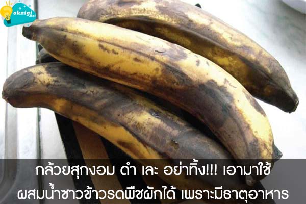 กล้วยสุกงอม ดำ เละ อย่าทิ้ง!!! เอามาใช้ผสมน้ำซาวข้าวรดพืชผักได้ เพราะมีธาตุอาหาร